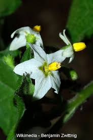 Image result for Solanum giganteum