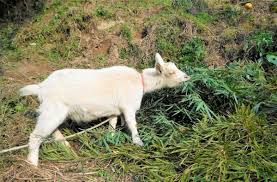 ミニヤギ除草でレモン生産や竹林整備も！ 早期退職、ヤギで故郷を再生｜マイナビ農業