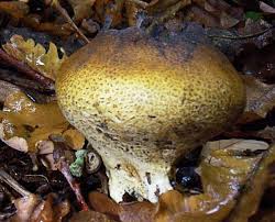 Image result for Scleroderma sp.