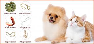 Dogs And Worms Animal Mama