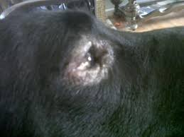 Dog hair loss can give a dog owner a first indication of something being wrong with their dog. Lab Losing Hair Around Eyes Cheap Buy Online