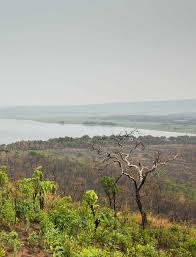 Image result for Aphanocalyx richardsiae