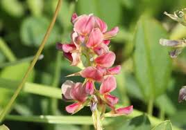 Image result for Alysicarpus