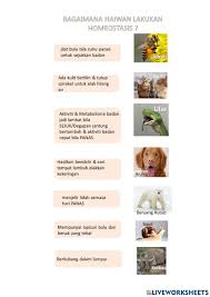 Dalam proses ini, air hilang daripada daun dalam bentuk wap air ke persekitaran melalui stoma. Homeostasis Dalam Haiwan Worksheet