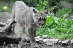 All orders placed on us.puma.com that ship within the 50 u.s. Neuer Puma Im Zoo Am Meer Bremerhaven De