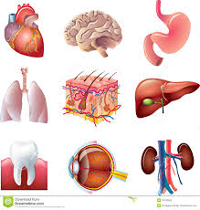 Organs are essentially groups of millions upon millions of cells that work together to carry out a specific function. Diagram Diagram Of Parts Of Human Body Full Version Hd Quality Human Body Outletdiagram Unitipossiamo It