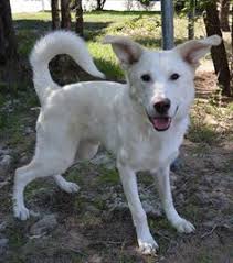 Adopt Walter White On Petfinder German Shepherd Husky German Shepherd Husky Mix White German Shepherd