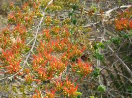 Image result for Combretum pisoniiflorum