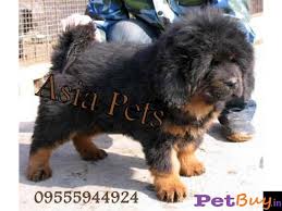 These pups are intelligent, loyal, and protective. Tibetan Mastiff Puppy For Sale In Hyderabad Best Price