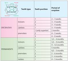 particular kitten teeth chart newborn kitten weight chart