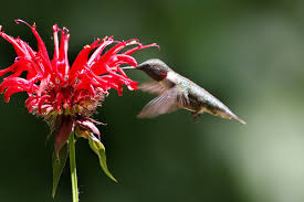 I've been observing hummingbirds for many years, hoping to discover their favorite flowers. Flowers That Help The Hummingbirds Feel Right At Home