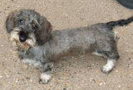 Miniature long haired piebald puppy, carrying english cream, could also carry chocolate as sister is chocolate & cream. Mini Wirehaired Dachshund Puppy Mansfield Nottinghamshire Pets4homes
