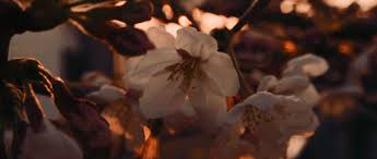Discover new books on goodreads. Flowers In The Attic Dollanganger 1 By V C Andrews