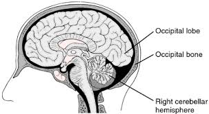 Image result for Parietal Lobe