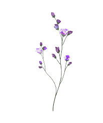 All of us love flowers. H927 96 Flower Drawing Flower Art Flower Doodles