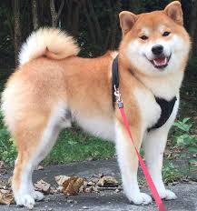 Natur Landschaften Und Tierwelt Linternaute Com Shibes Akitas Tiere Happytiere Schonetiere Lustigertiere Beautifula Akita Dog Shiba Inu Yavru Kopek