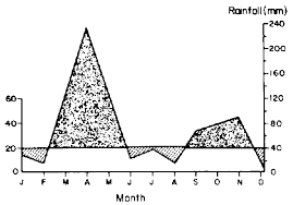 Image result for Schoenefeldia transiens