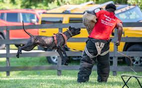 Castle of presa is the breeder of real presa canario dogs imported from canary islands. Technical Vs Tactical Workshop Presa Canario 5 6 Of September 2020 Rey Gladiador World Class Presa Canario Breeder