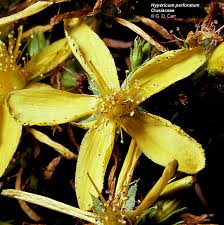 Image result for Clusiaceae