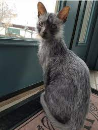 Explore tweets of wolf, yes that is my name. Pin On Werewolf Cats