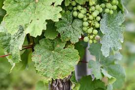 Image result for peronospora grapevine