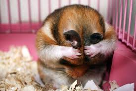 156 Adorable Hamsters That Will Cause A Cuteness Overload Cute Hamsters Hamster Pics Hamsters As Pets