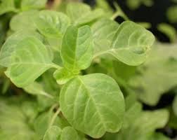 Image result for Amaranthus blitum