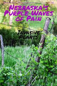 Nebraska's Purple Waves of Pain: Invasive Plants See more