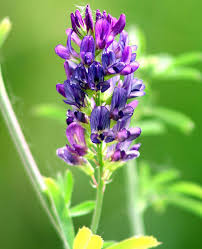 Image result for Medicago sativa