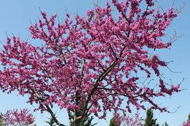 To maintain the trees structural beauty and health, you should prune it as needed to remove weak forks, crowded branches, and dead limbs. How To Grow And Care For The Redbud Tree Happy Diy Home