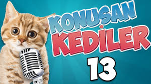 Konusan Kediler 13 En Komik Konusan Kediler Youtube