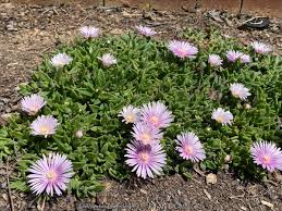 Image result for Delosperma mahonii
