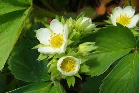 Image result for květopas jahodníkový