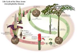 Stay tuned for future updates when our next amorphophallus titanum decides it's time! Corpse Flower The Huntington