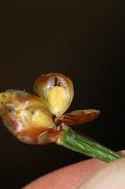 Image result for Xyris makuensis