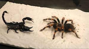 10 biggest spiders in the world. What Will Be If The Big Spider Sees The Scorpion Jumped On The Scorpion Versus Of The Spider Youtube