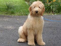 This sweet f1 standard goldendoodle puppy is looking for a loving furever family! Next Goldendoodles Puppies Litters Tlc By The Lake Standard Poodles Doodles