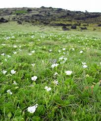 Image result for Bacopa monnieri