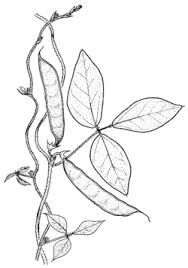 Image result for Macrotyloma uniflorum