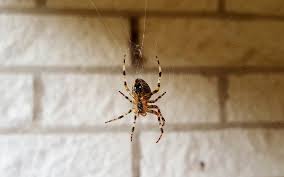 (pest outbreak eradicator), and save the luxurious vacation space. What To Do After Pest Control Sprays Pest Ex