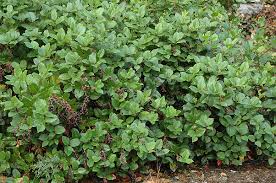 Image result for Salacia orientalis