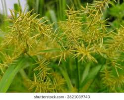 Image result for Cyperus nduru