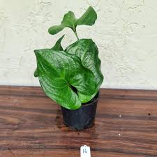 Image result for Cyanastrum