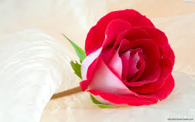 Image result for The best Flower in the world