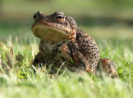 Jul 20, 2021 · the wealth area of your home is connected to abundance and prosperity. Eliminate Toads Tips On How To Get Rid Of Garden Toads