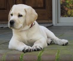 Pin By Monica Gonzalez On Labrador Blond Labrador Retriever Dog Lab Puppies Labrador Retriever