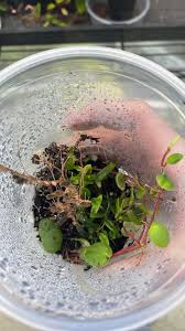 Image result for Cyanotis caespitosa