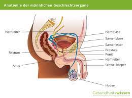 Erektionsstorungen So Steigern Sie Ihre Potenz Ursachen Behandlung