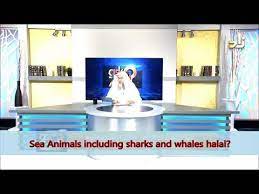 Tesco says the only difference between the halal meat it. All Seafood Halal Including Whales And Shark Sheikh Assim Al Hakeem Youtube