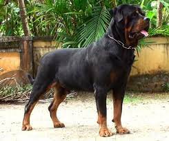 Rottweiler Puppies Price In Hyderabad Dogs Breeds And Rottweiler Puppies Kasl Tryit Lk Rottweiler Puppies For Sale Rottweiler Dog For Sale Rottweiler Puppies